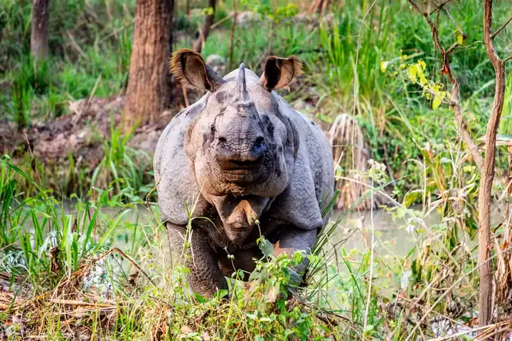 Chitwan National Park Safari β photo 1