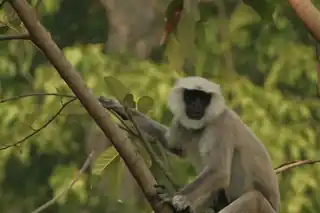 Chitwan National Park Safari — photo 3