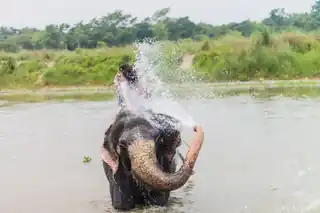 Chitwan National Park Safari — photo 5