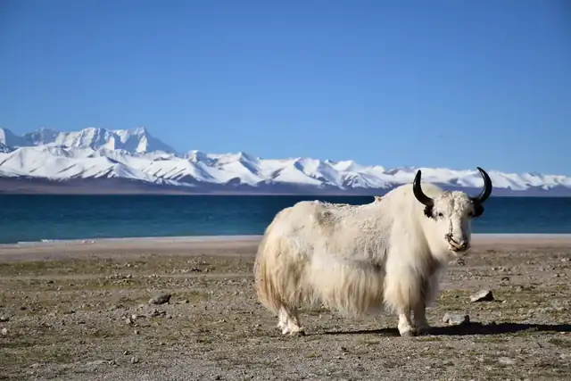 Namtso Lake Expedition
